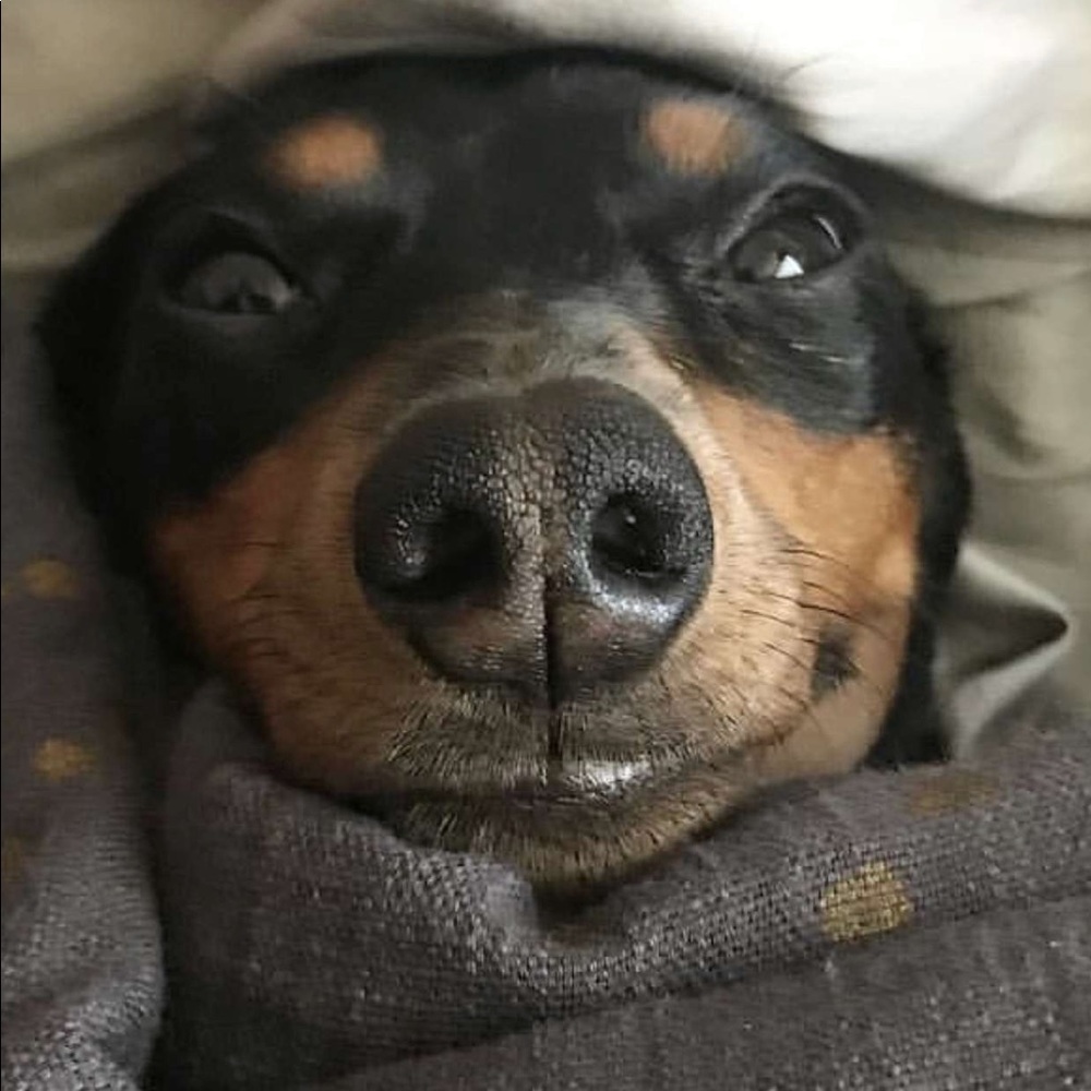 Meet your Posher, Chanel